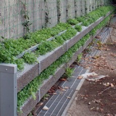 太田和２丁目公園壁面緑化